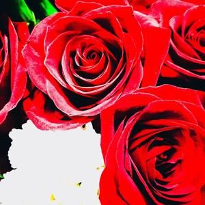 Meet your Posher, Kristi